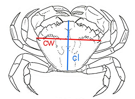 Carcinus aestuarii  da Riccione